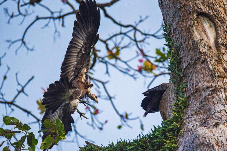 Confronting culture to protect vultures: Interview with Nigeria’s Michael Williams