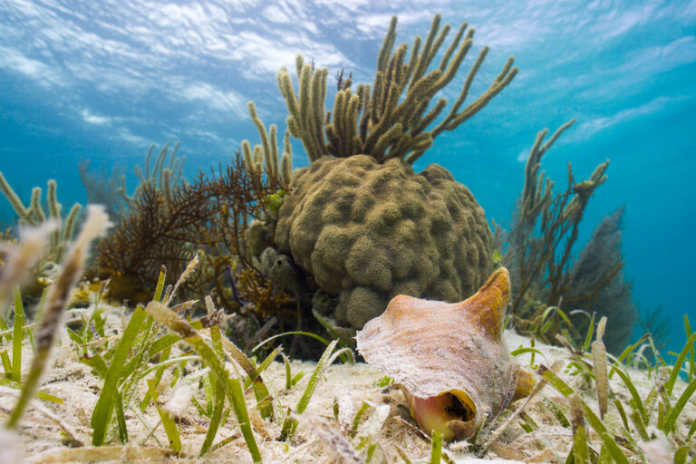 Scientists use AI to produce first high-resolution map of global seagrass extent