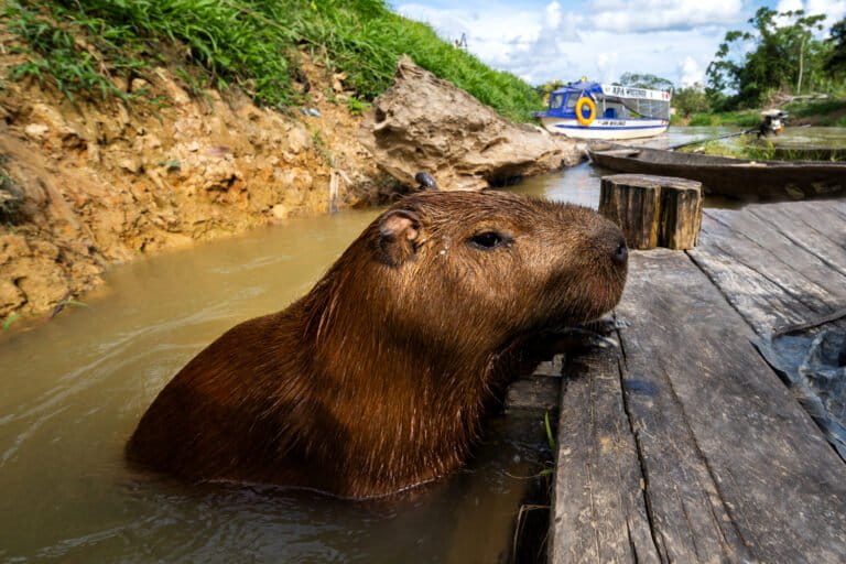 Capibaras, caimanes y asombrosos bosques: un viaje por Tapiche Blanco, joya de la Amazonía peruana | Reportaje fotográfico