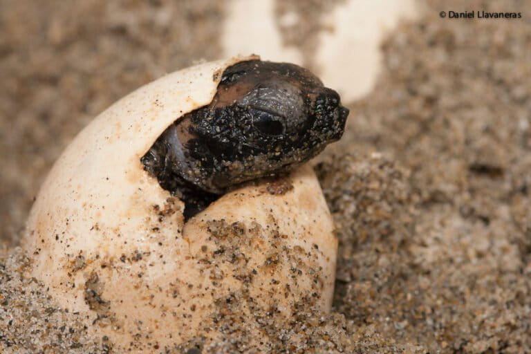 Animales en peligro de extinción: así buscan salvar a albatros, peces guitarra, delfines franciscanas y tortugas marinas en América Latina