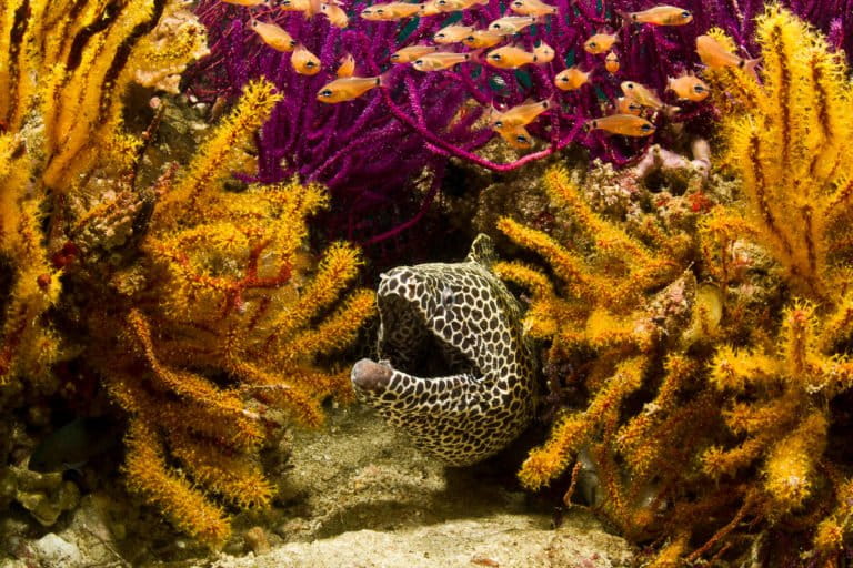 Can conservation change how the world sees the Strait of Hormuz? (commentary)
