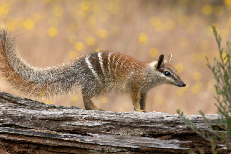 Once endangered, Australia’s numbat is making a hopeful recovery