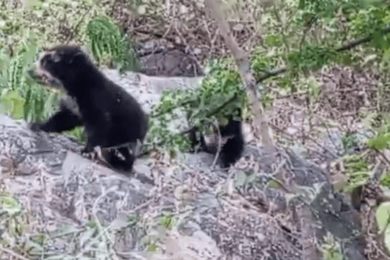 Nacen dos cachorros de oso andino en Perú y un video registra los primeros momentos junto a su madre