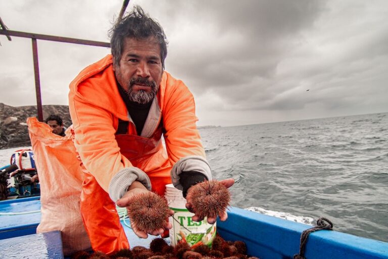 De la sobrepesca a la recuperación: el modelo de pescadores que rescató al erizo rojo en la costa sur de Perú