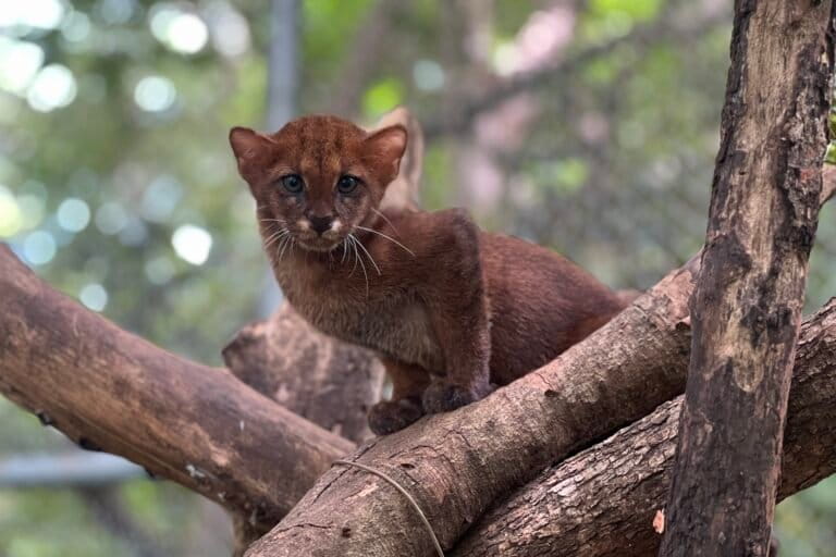 No hace falta una bala: enfermedades de animales domésticos amenazan a los felinos silvestres de Latinoamérica