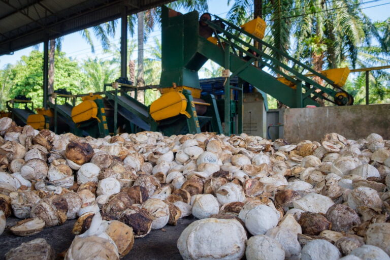 Thai rubber smallholders race to meet new EU deforestation rules