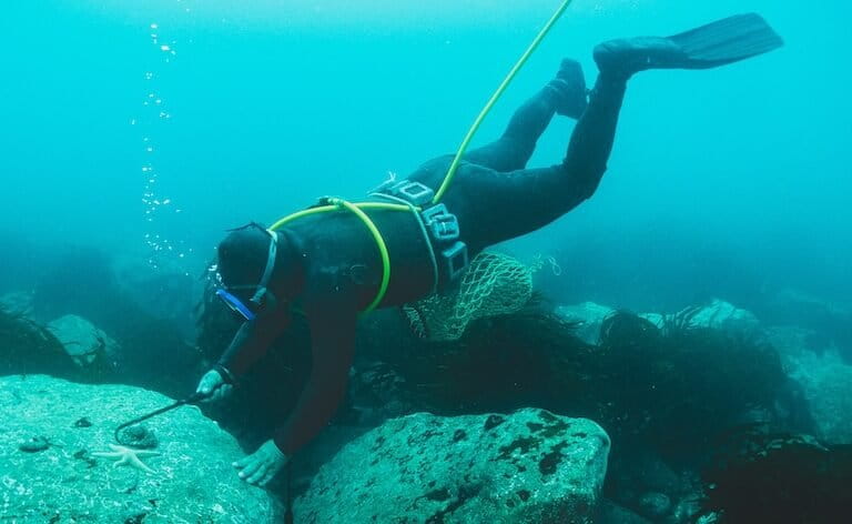 Chile: pescadores artesanales frenan con sus refugios marinos el crecimiento descontrolado del erizo negro y reviven los bosques submarinos