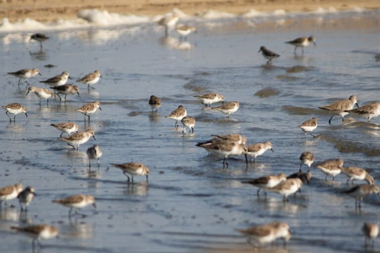 Tiny trackers reveal where migratory shorebirds need protection across Africa