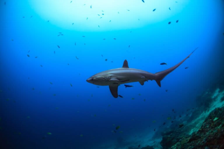 Lo más leído | Tráfico ilegal de aletas de tiburón en Perú, reactivación de mina de níquel en Guatemala, reviven bosques submarinos en Chile y más