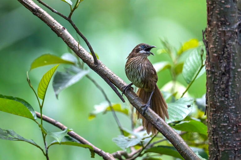 Nepal’s birdwatchers help monitor wildlife and promote tourism
