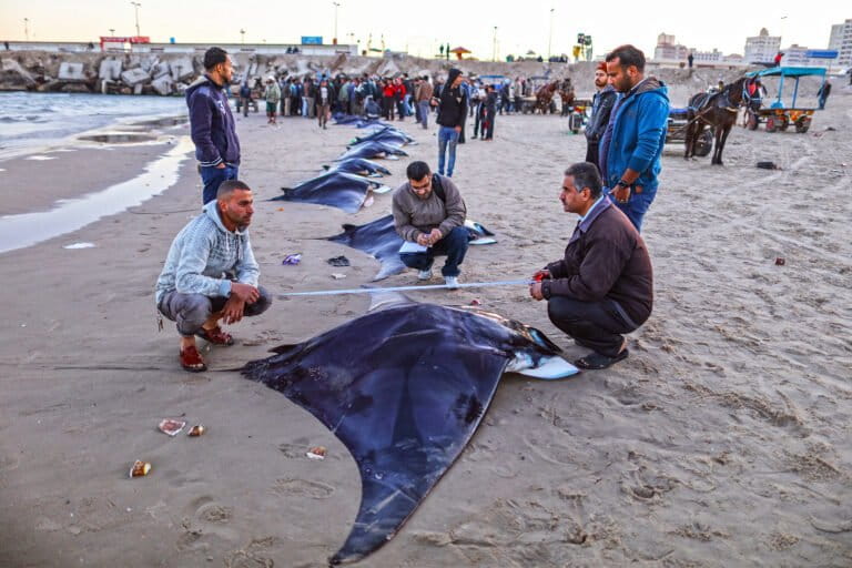 El ecólogo que estudia las mantarrayas gigantes en medio de la guerra en Gaza | ENTREVISTA