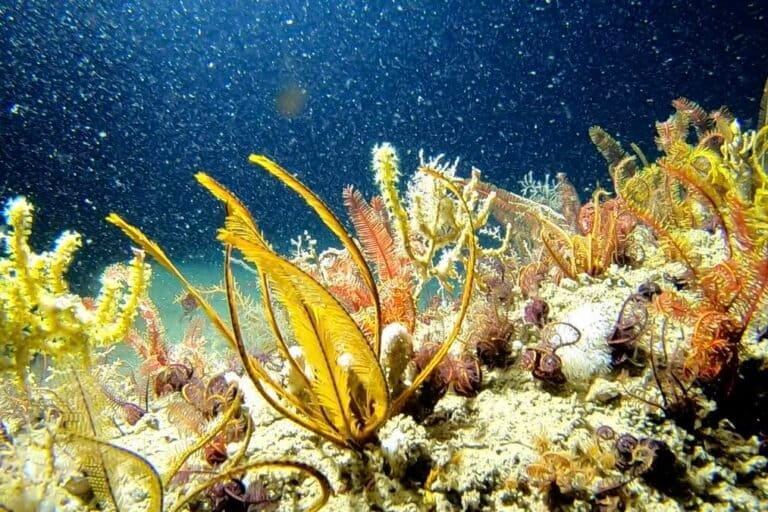 La expansión de la frontera petrolera en el mar de Brasil: ¿hasta dónde podría llegar un eventual derrame? | ESTUDIO