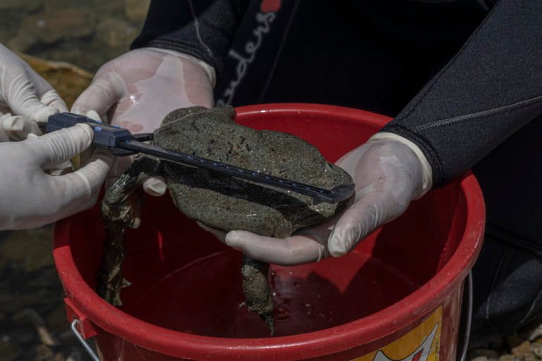 Bolivia: tres años de prisión por tráfico ilícito de ranas del lago Titicaca, una especie en peligro