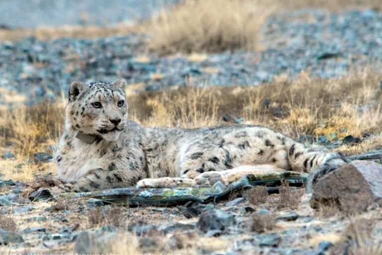 Scientific & traditional knowledge are key for effective & community-centered conservation (commentary)