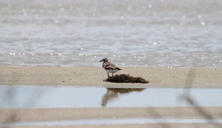 El avance del mar, la basura y el calor amenazan a las aves migratorias de la costa de Brasil