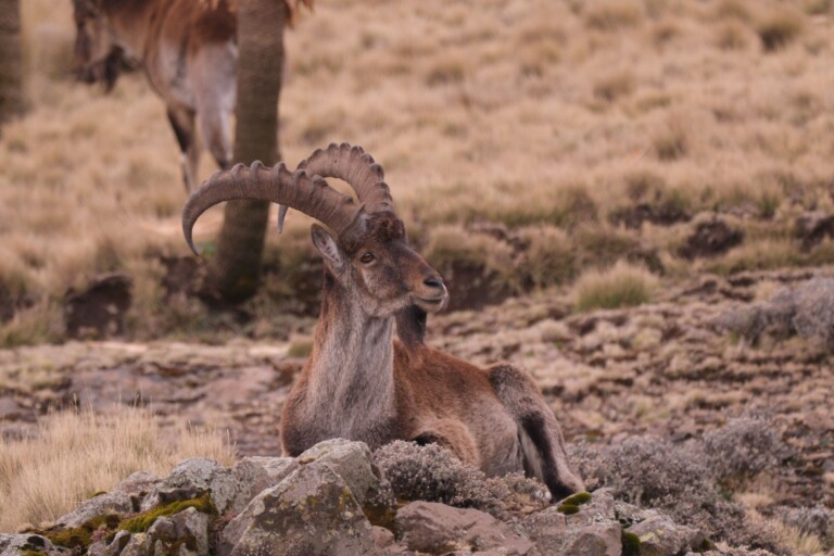 Ethiopia’s iconic Walia ibex is critically endangered once again