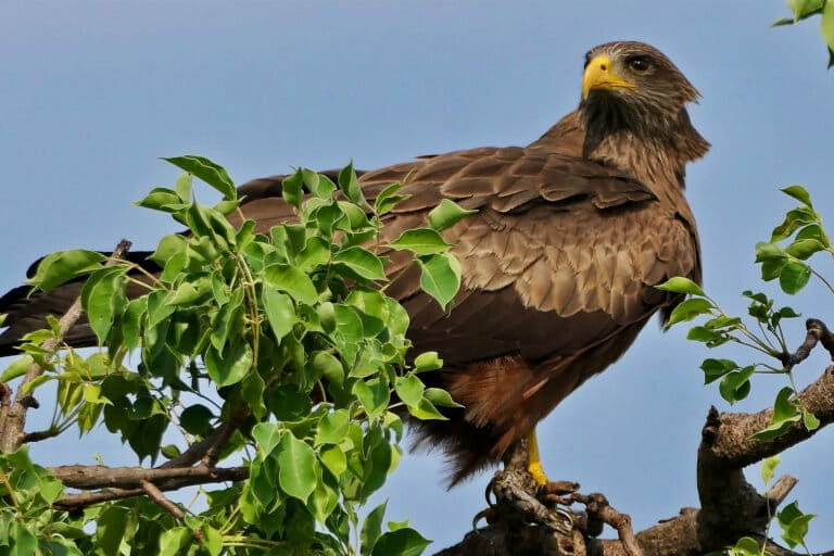 Belief-based use increasing threat to yellow-billed kite, an important African scavenger