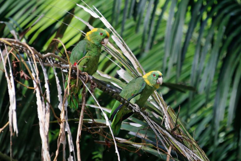What are these parrots saying?