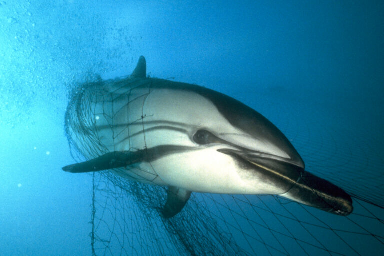 Seeking swordfish, catching dolphins and whales: EU pushes to rein in driftnets
