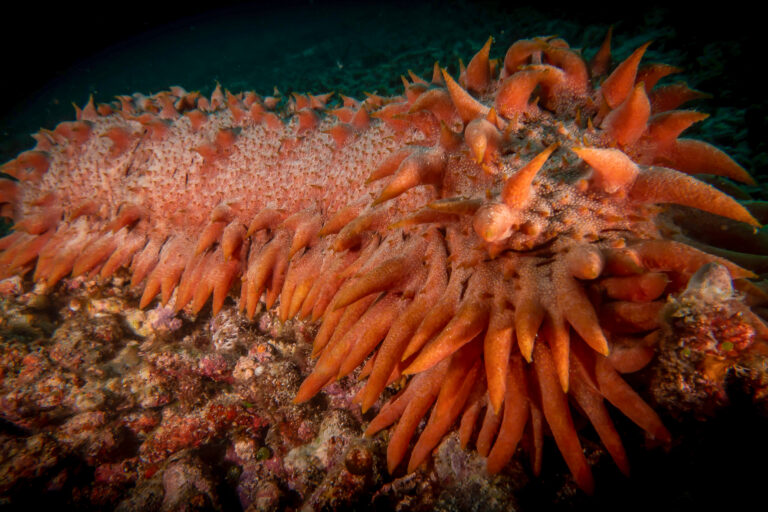 Illegal fishing takes a toll on Australia’s sea cucumbers