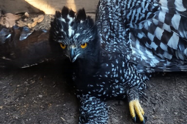México: la amenazada águila tirana fue registrada por primera vez en la Reserva de la Biosfera Sierra Gorda