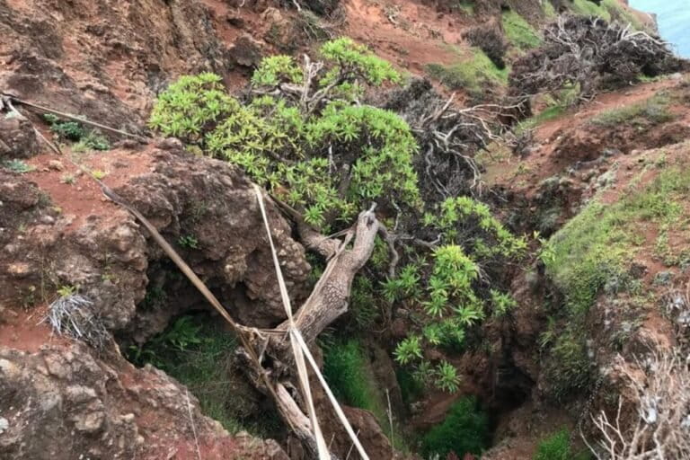 Chile: reproducen semillas para conservar al último árbol silvestre de su especie