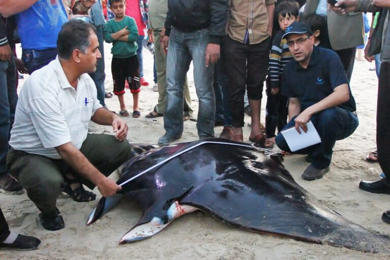 The Gaza scientist still tracking manta rays from a war zone