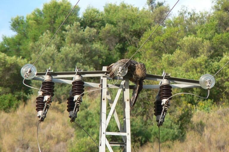 Influenza aviar, tendidos eléctricos y El Niño amenazan a aves emblemáticas en Latinoamérica