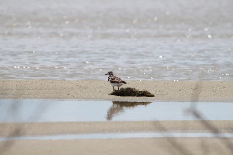Rising seas, garbage and heat threaten Brazil’s migratory shorebirds