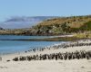 SAERI lanza nuevos proyectos de investigación en las Falklands y el Atlántico Sur