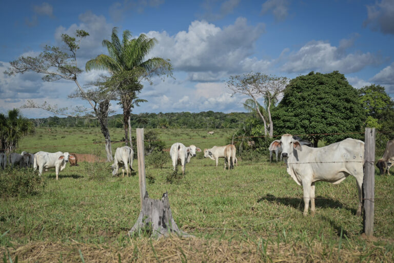Colombia: campesinos que erradicaron coca voluntariamente se pasaron a la ganadería en Meta y Guaviare ante incumplimiento de los gobiernos