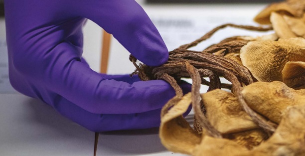 La tecnología puede ayudar a proteger 29 748 especies de plantas y 411 hongos en peligro de extinción | ESTUDIO