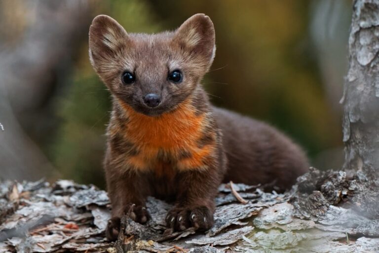 The US government says habitat destruction no longer counts as ‘harm’ to endangered species