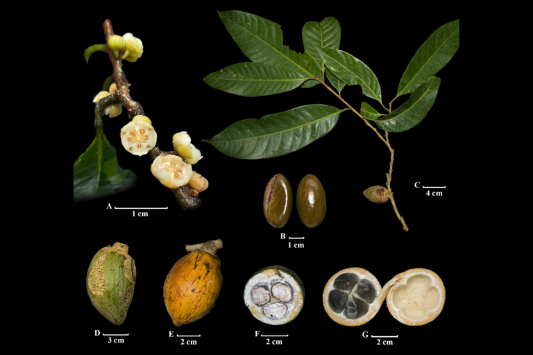 Descubren en Colombia una nueva especie de árbol que solo crece en una reserva del Magdalena Medio