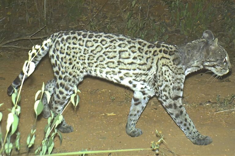 Mascotas sin vacunar y abandono rural enferman a los felinos silvestres en México