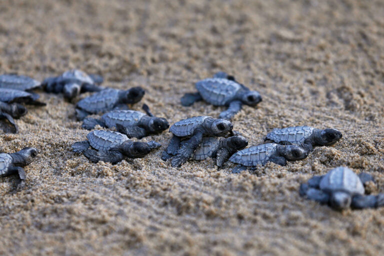 How a community is helping sea turtles hatch in the Philippines