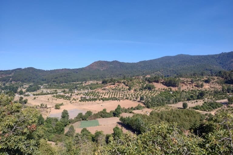 In Michoacán, Mexico, drying soil threatens water supplies and avocados, says study