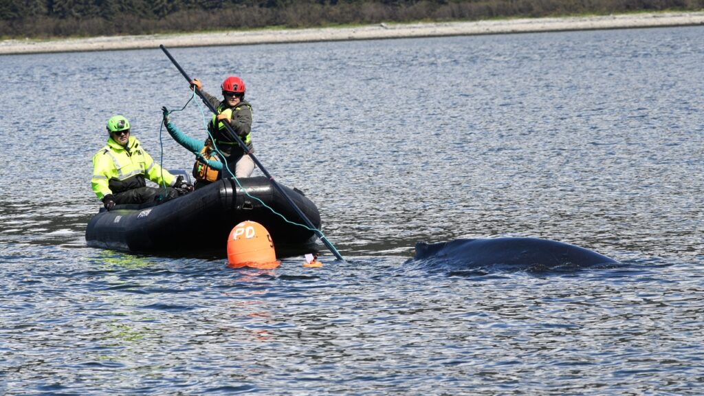 Humpback Whale Freed in Alaska