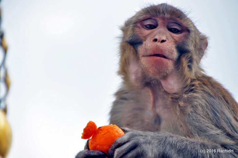 Monkey vs machine: Nepal tests AI to fight crop-raiding macaques