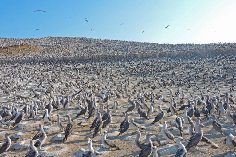 Alerta en Perú: investigan la muerte de lobos marinos mientras El Niño agrava la crisis de aves por falta de alimento