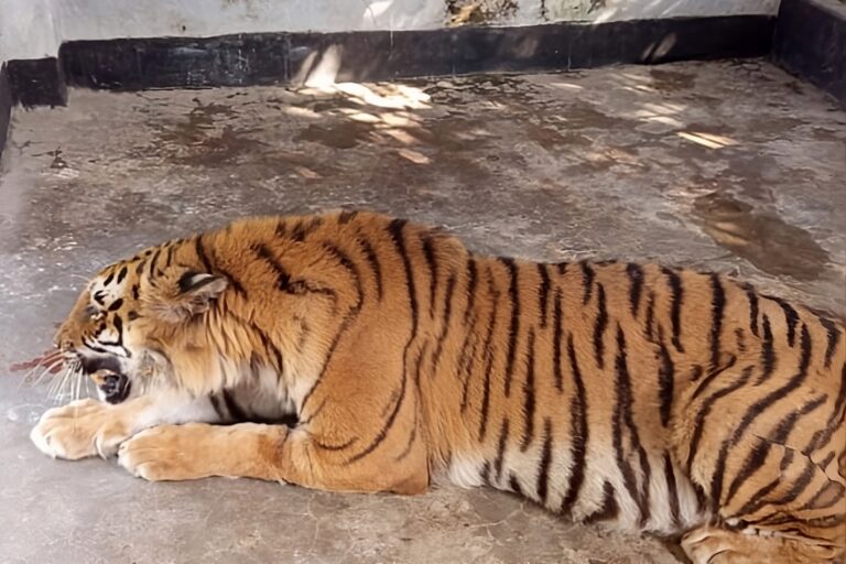 Bangladesh gets ready for its first release of tiger rescued from poachers’ trap