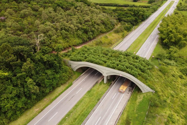 The growing global popularity of wildlife crossings