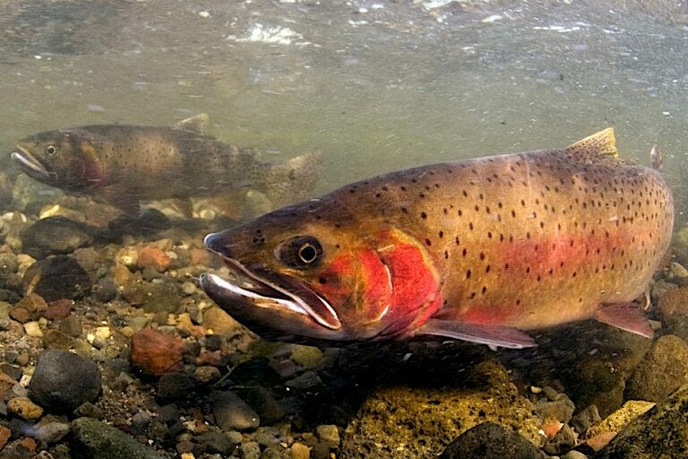 Like wolves, non-native lake trout have radically altered Yellowstone ecosystems (commentary)