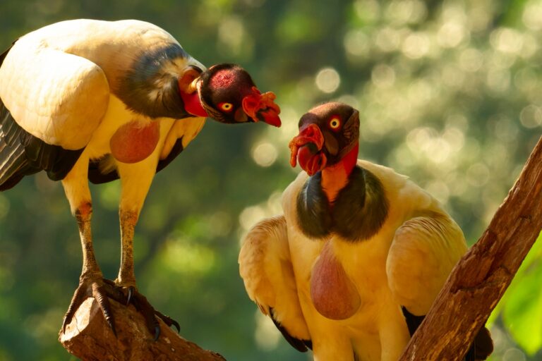 Zopilotes rey en Costa Rica: la fotografía que revela la relación entre estas aves carroñeras
