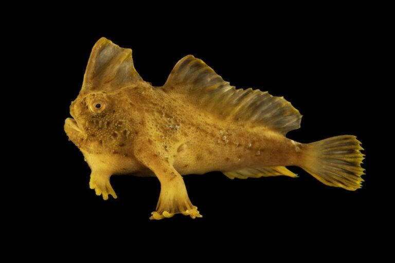 As Photo Ark turns 20, Joel Sartore photographs 18,000 animal species