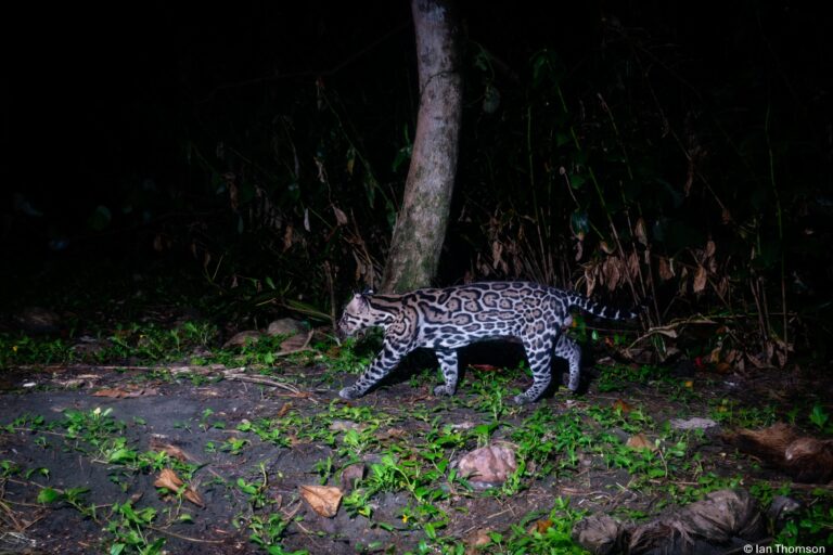 La ocelote que rompió un récord de longevidad en Costa Rica revela la buena salud del parque Tortuguero