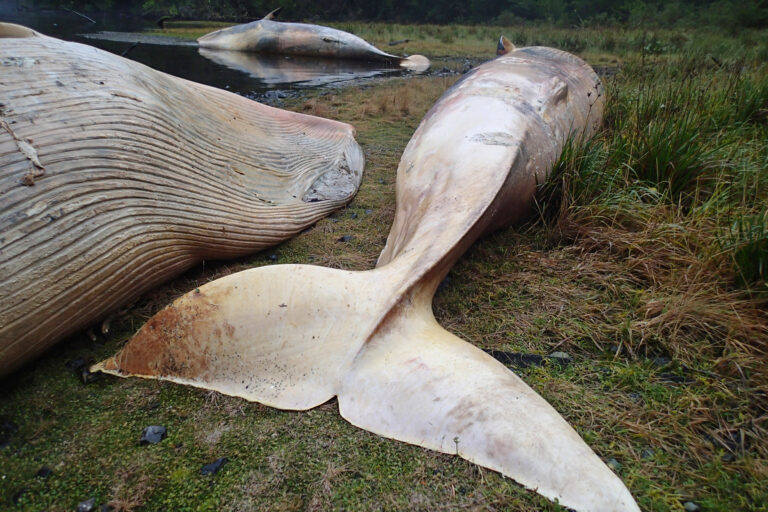 Scientists use satellites to track whale strandings in remote places from space
