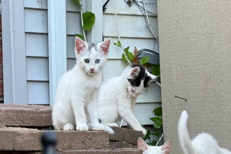 Some free-roaming cats in New York City are parasite “super-shedders,” study shows