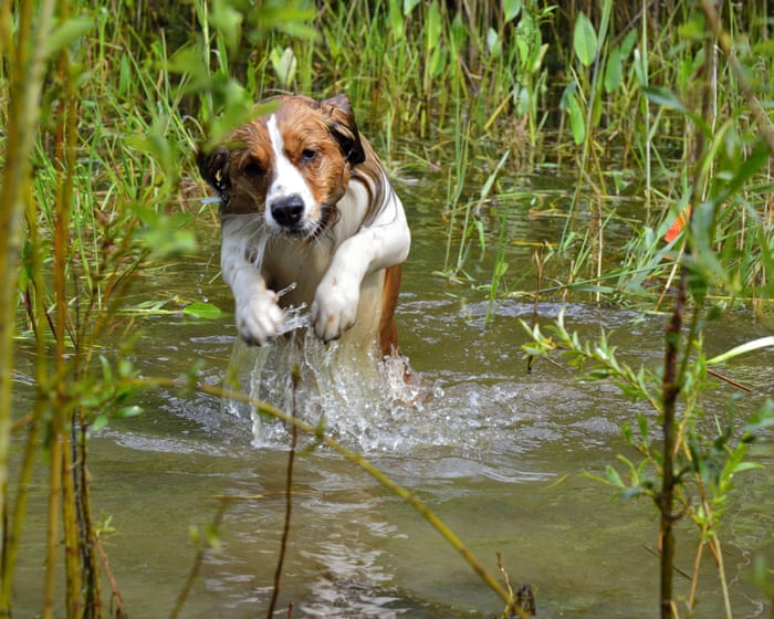 Calls to ban ‘toxic’ pet flea treatments that harm UK wildlife and environment