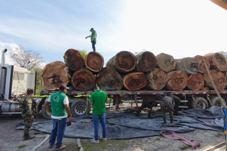 Salvoconductos para lavar madera: los documentos que legalizan la extracción de árboles fantasma en la Amazonía de Colombia